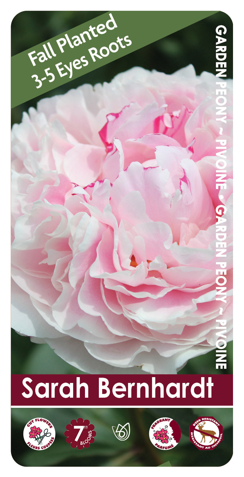 (FALL PLANTED) Peony Sarah Bernhardt - 3/5 eye