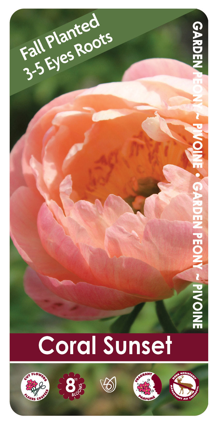 (FALL PLANTED) Peony Coral Sunset - 3/5 eye