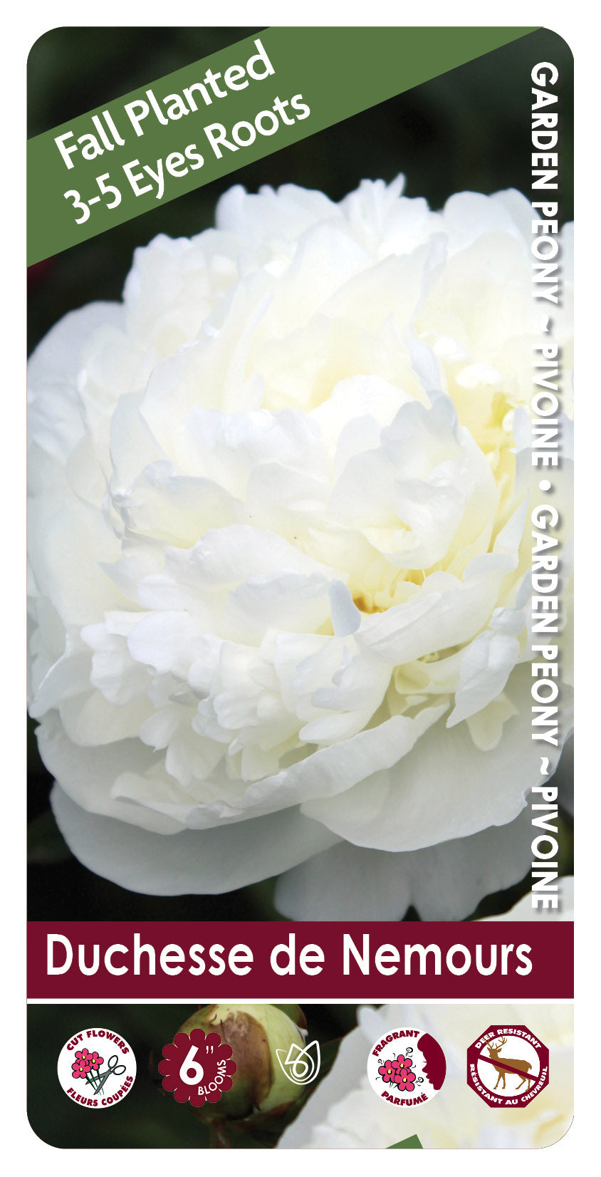 (FALL PLANTED) Peony Duchesse de Nemours - 3/5 eye