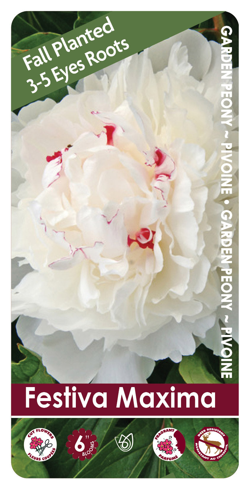 (FALL PLANTED) Peony Festiva Maxima - 3/5 eye