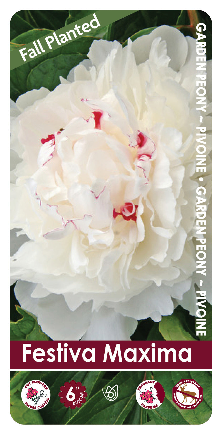 (FALL PLANTED) Peony Festiva Maxima - 2/3 eye