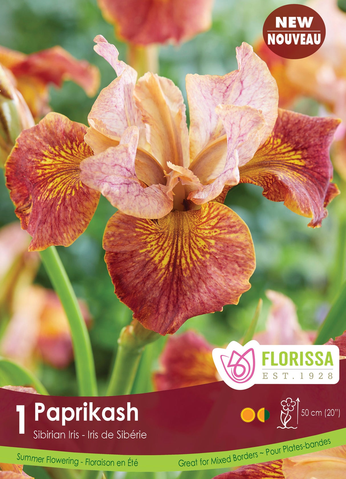 Iris Sibirica - Paprikash Retail