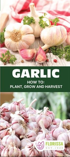 Garlic Planting Instructions - English