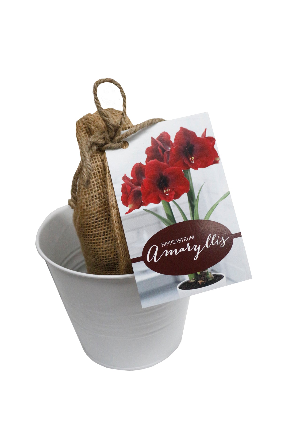 GP7 Nature’s Blooms Amaryllis - Gift Kits