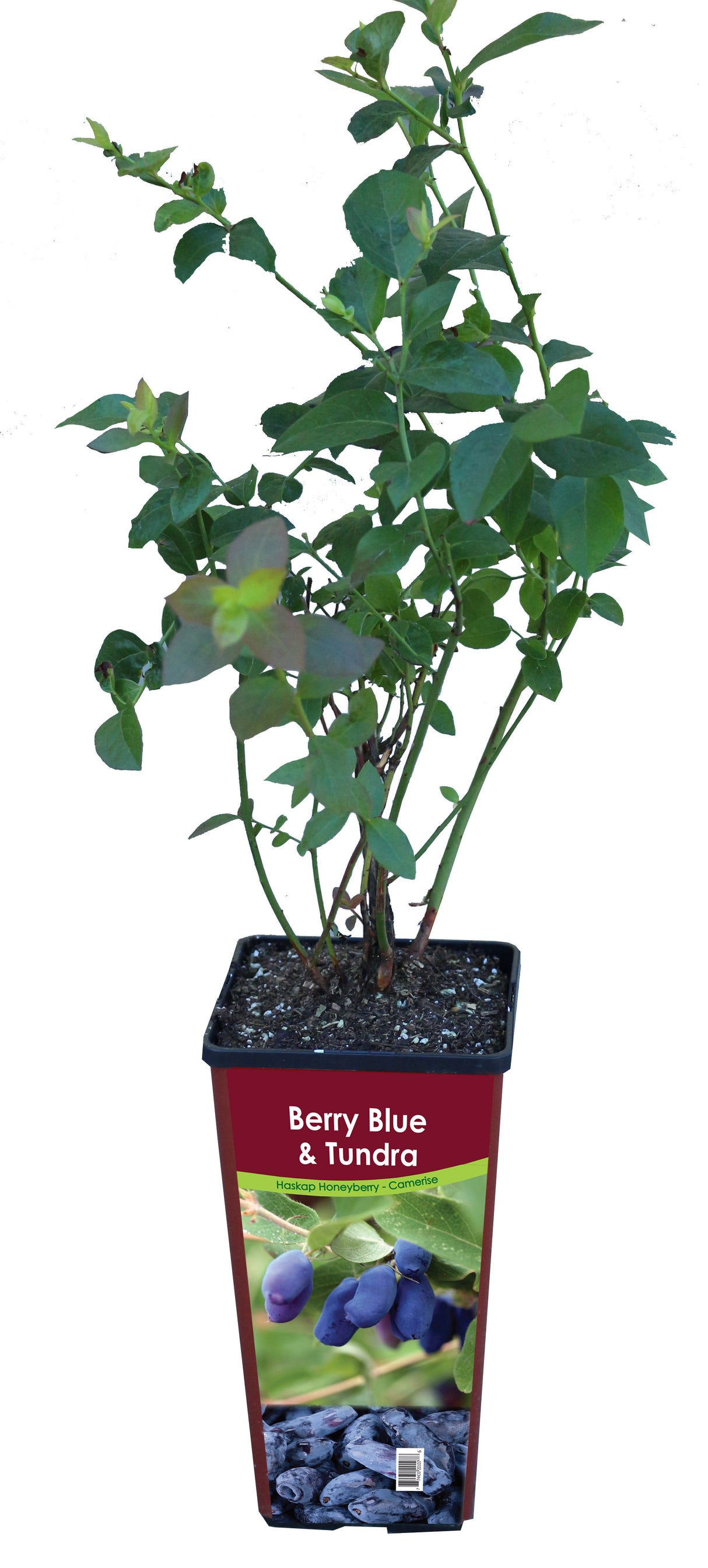 Haskap - 1 Gallon Retail Pots