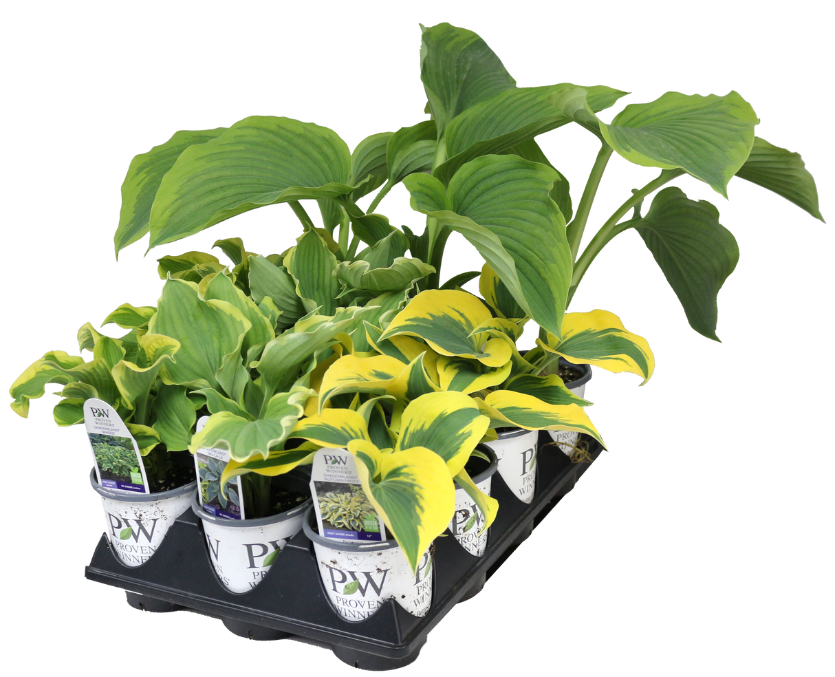 Hosta - PW 4" Assorted Flat Retail