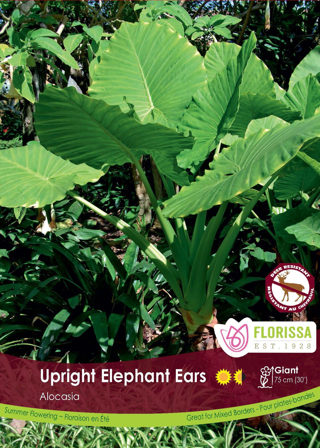 Alocasia - Upright Elephant Ears Bulk