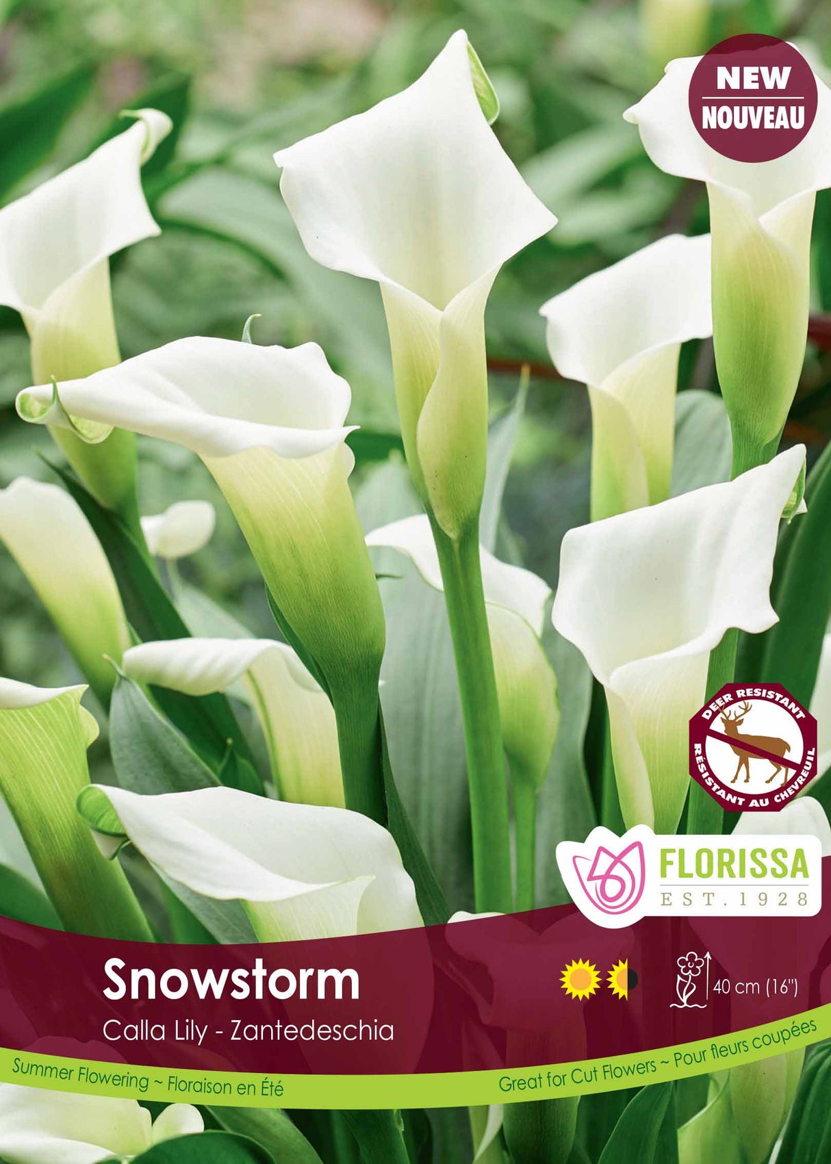 Zantedeschia - Jumbo Snowstorm Bulk Crate