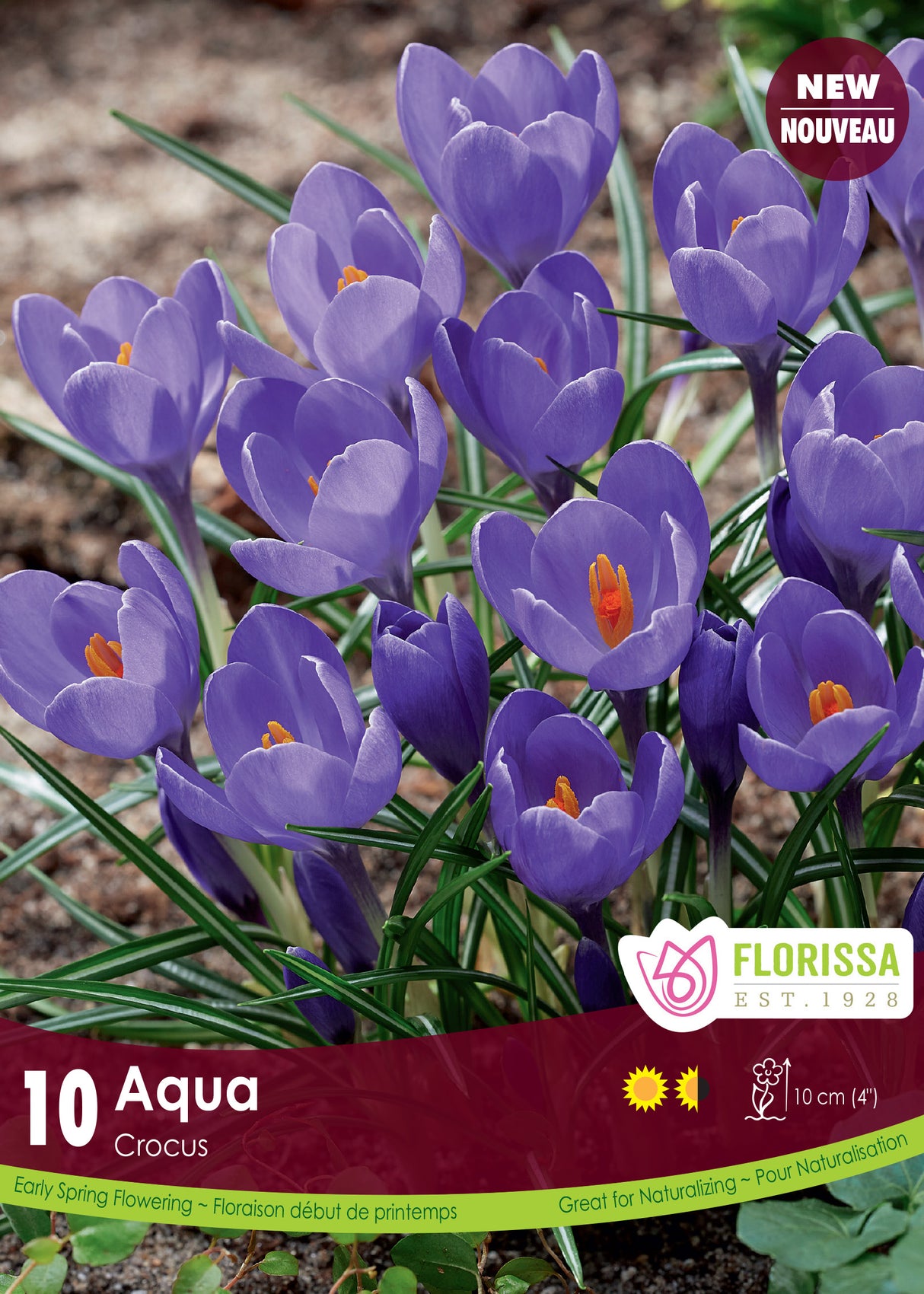 Crocus Large Flowering - Aqua Retail