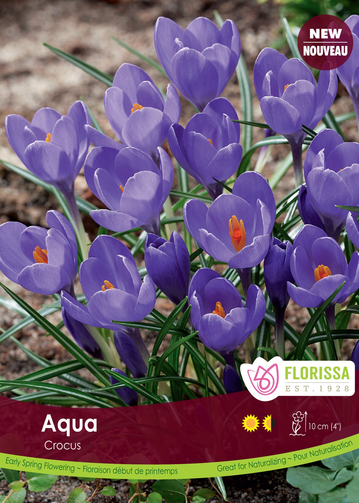 Crocus Large Flowering - Aqua Bulk