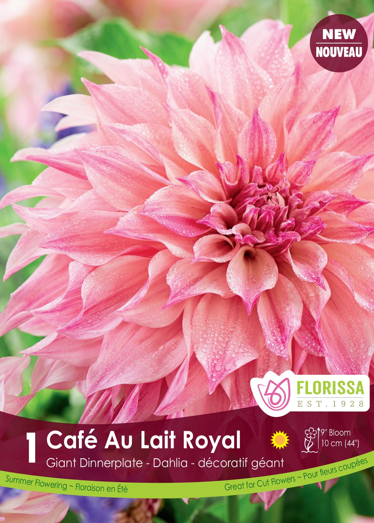 Dahlia Giant Dinnerplate - Café au Lait Royal Retail Pkg