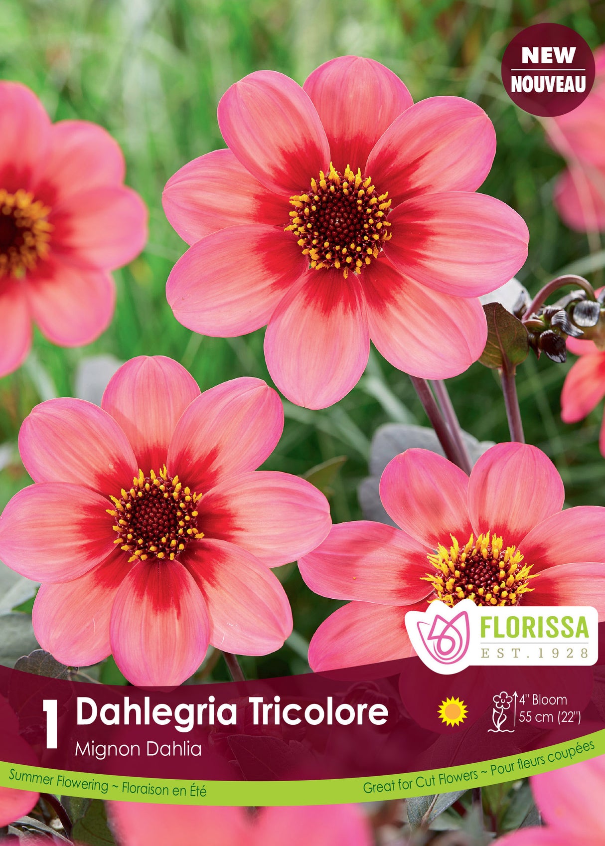 Dahlia Mignon - Dahlegria Tricolore Retail Pkg