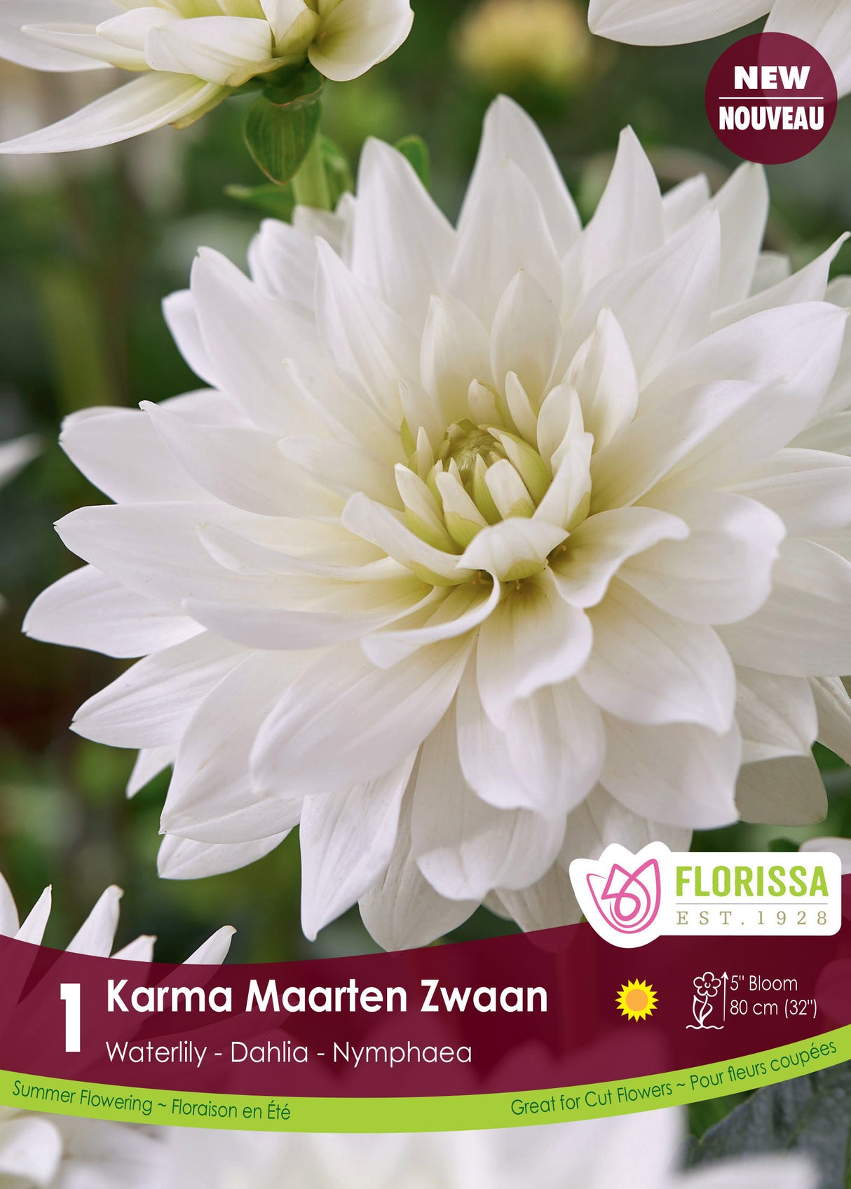 Dahlia Waterlily - Karma Maarten Zwaan Retail Pkg
