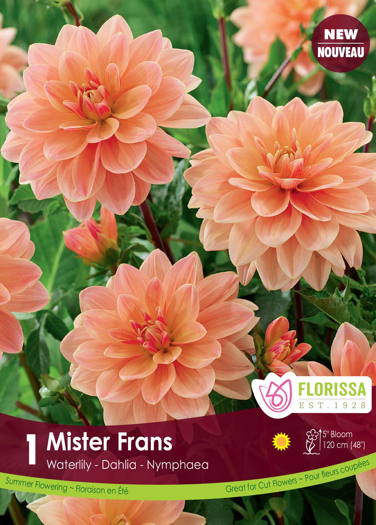 Dahlia Waterlily - Mister Frans Retail Pkg