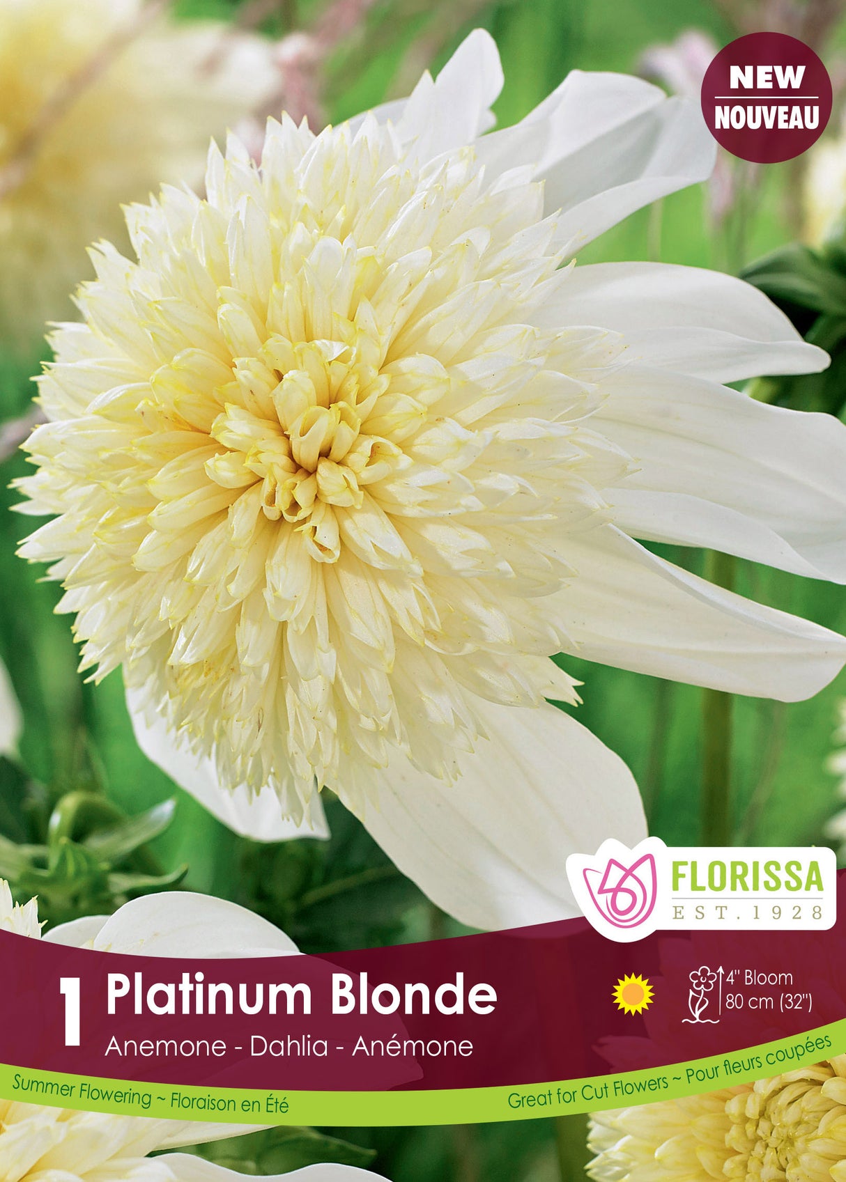 Dahlia Anemone - Platinum Blonde Retail