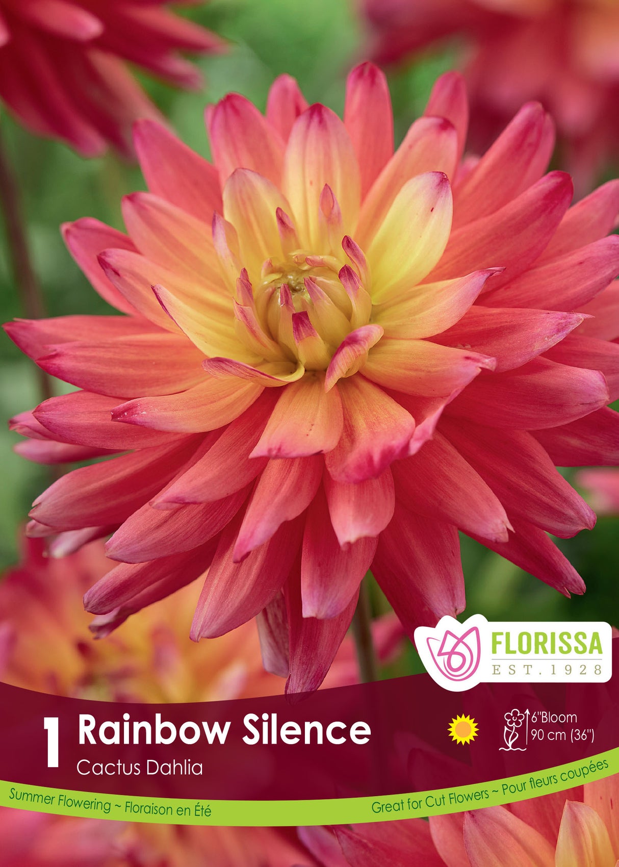 Dahlia Cactus - Rainbow Silence Retail