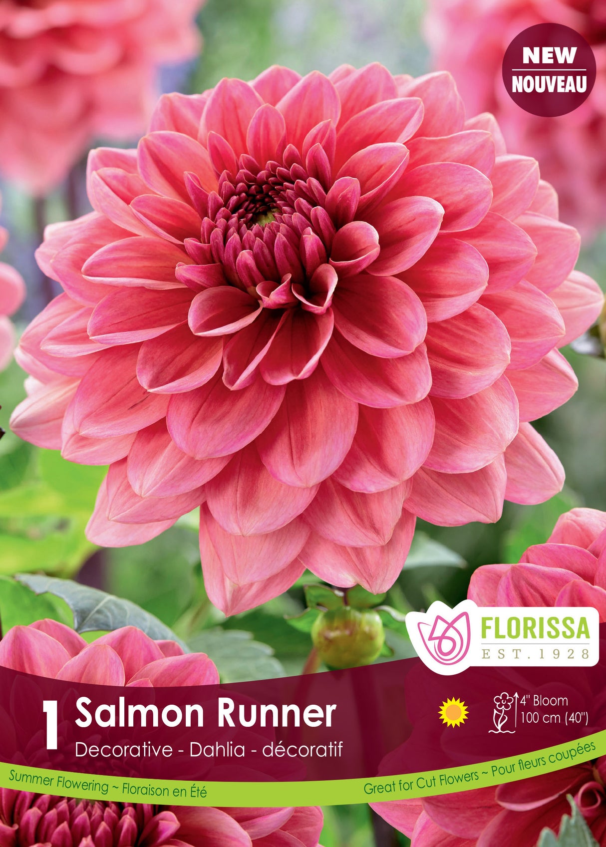 Dahlia Decorative - Salmon Runner Retail