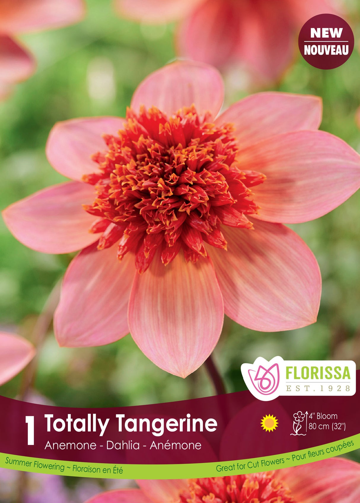 Dahlia Anemone - Totally Tangerine Retail