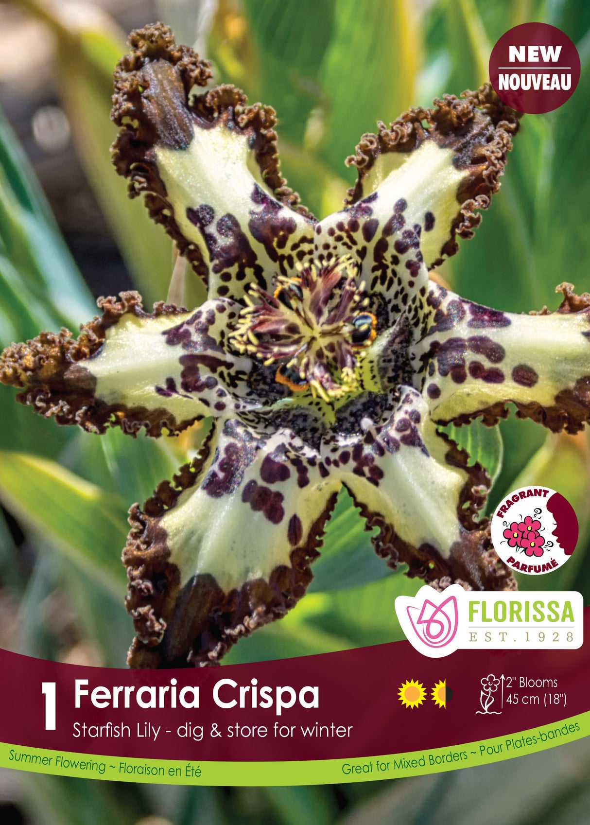 Ferraria - Crispa