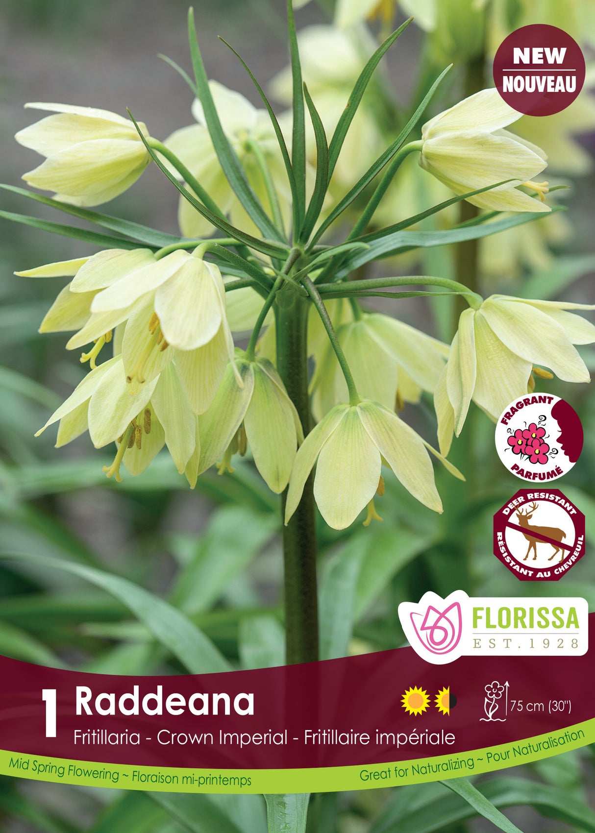 Fritillaria - Raddeana Retail