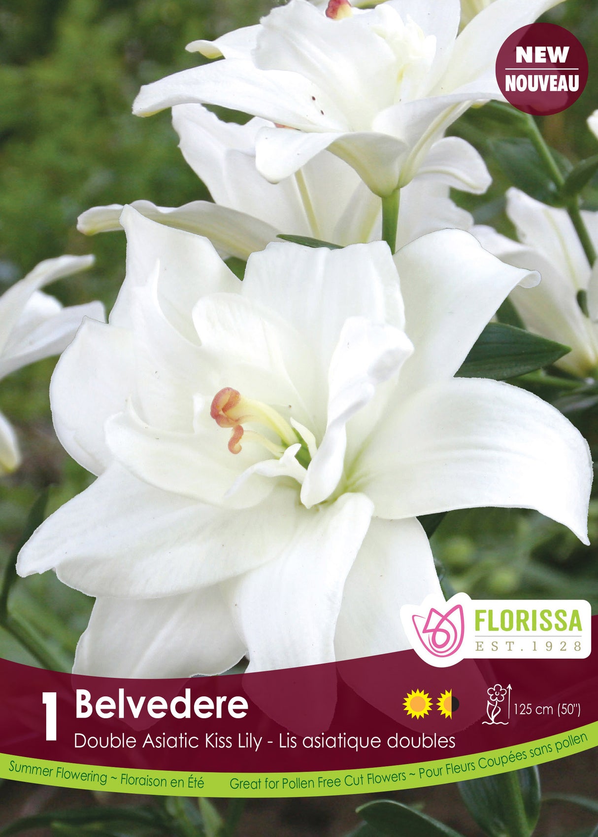 Lily Double Asiatic Kiss - Belvedere Retail