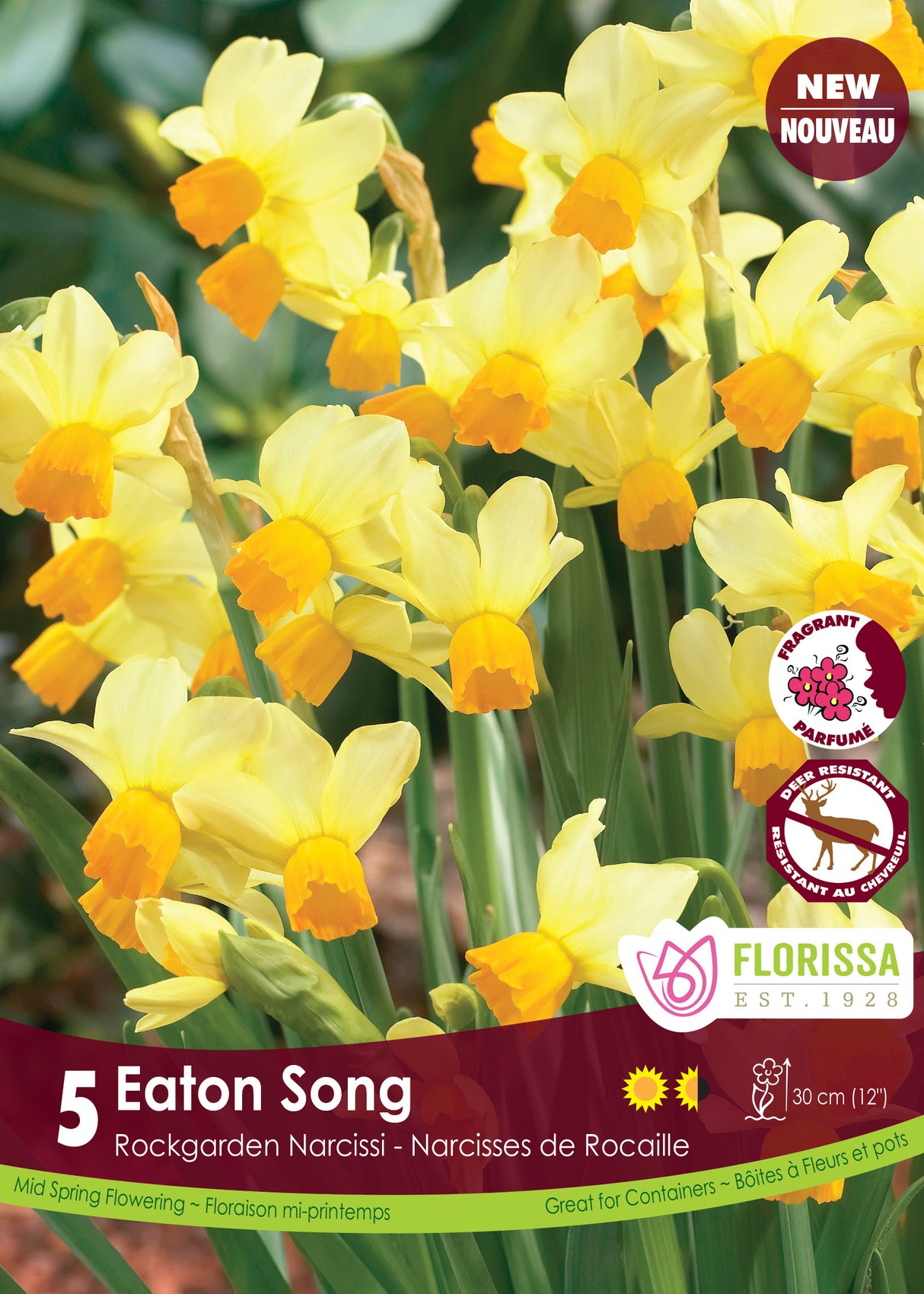 Narcissus Rockgarden - Eaton Song Retail