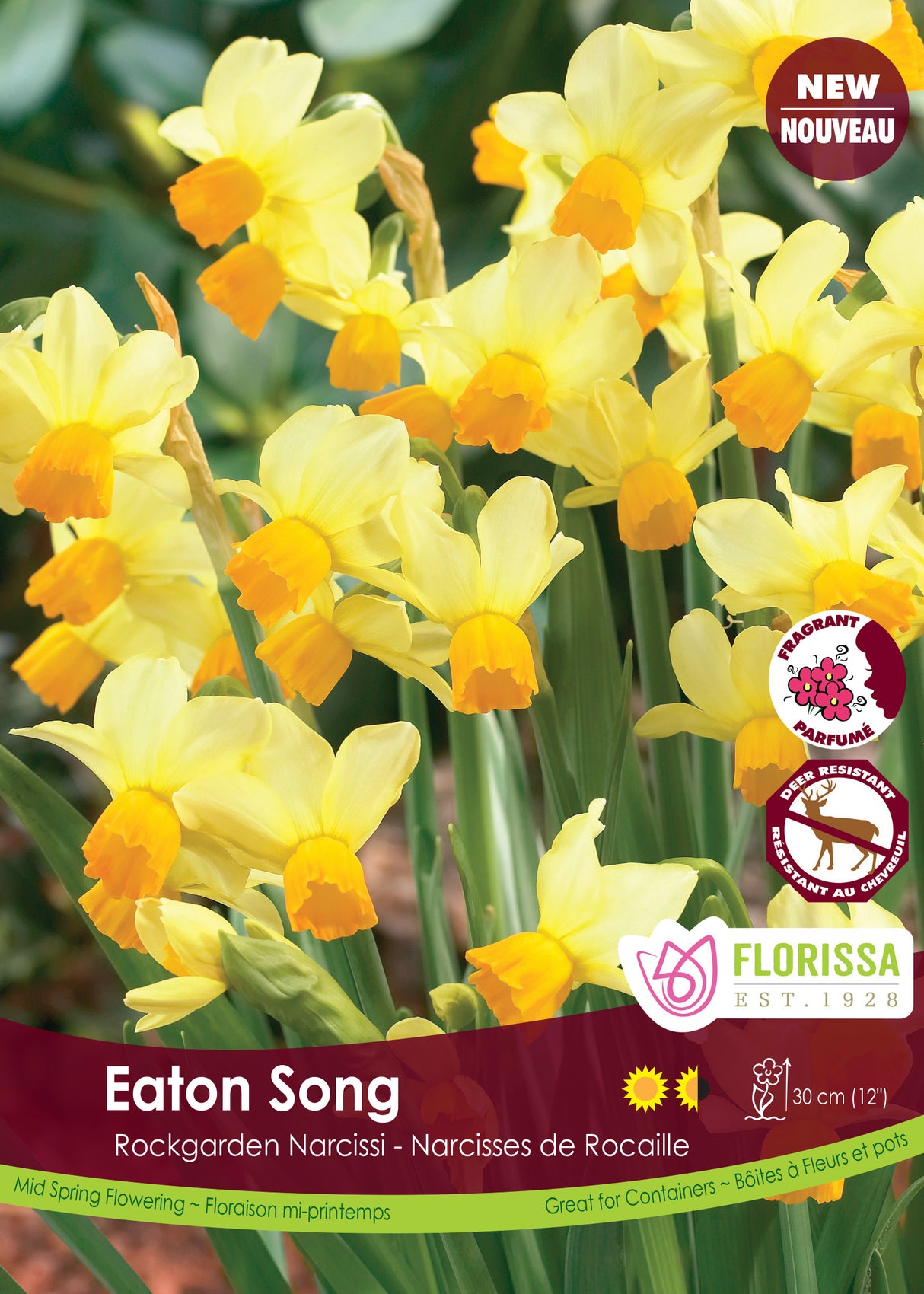 Narcissus Rockgarden - Eaton Song Bulk