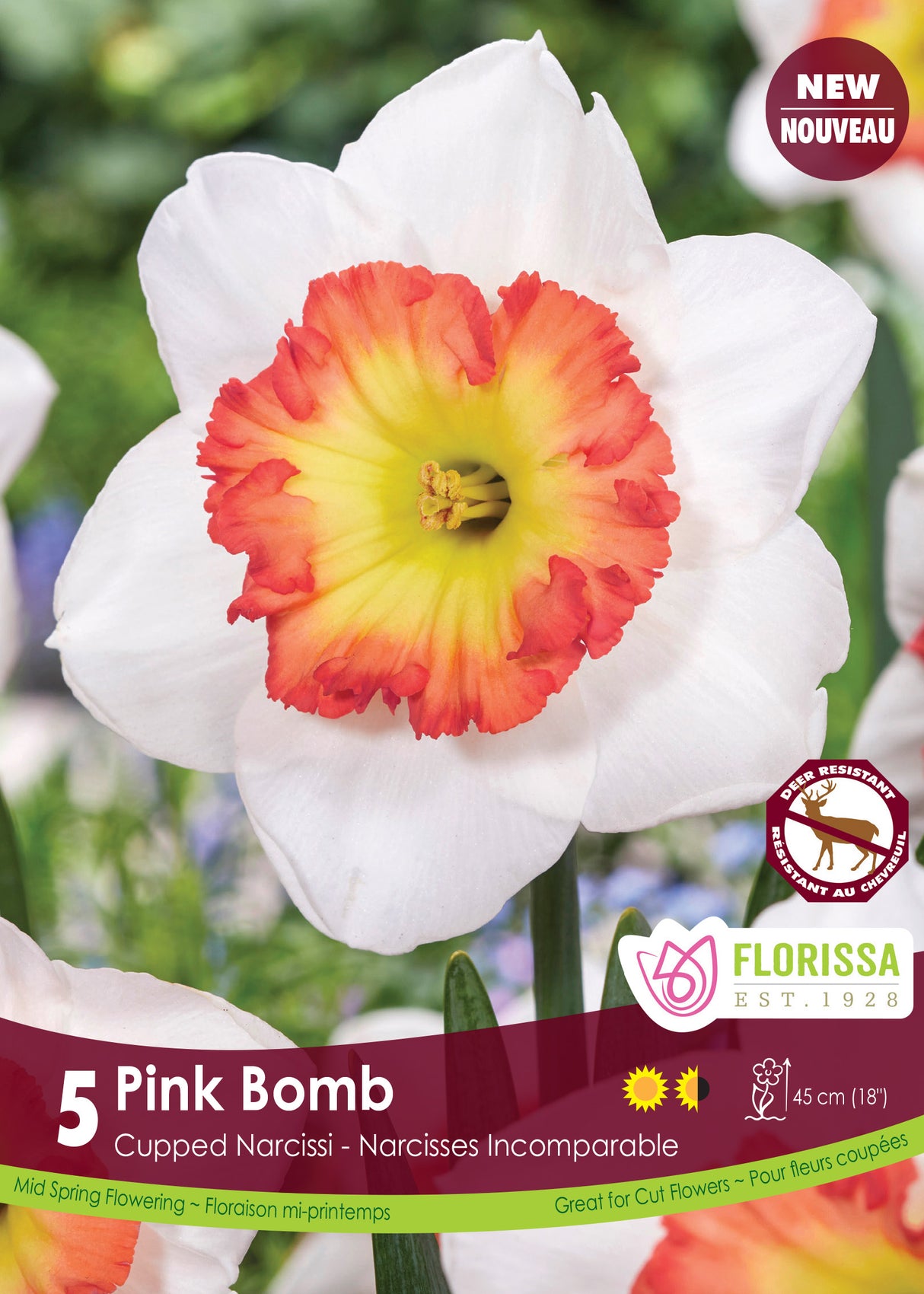 Narcissus Cupped - Pink Bomb Retail