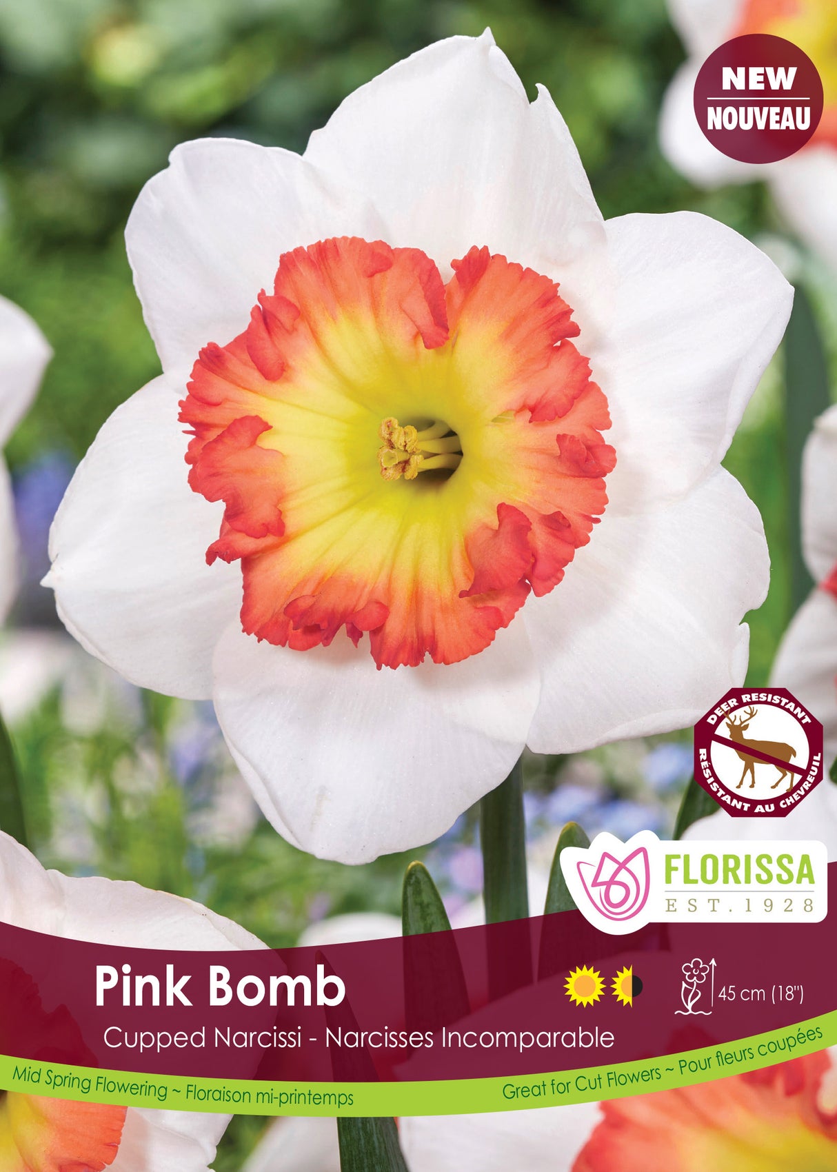 Narcissus Cupped - Pink Bomb Bulk