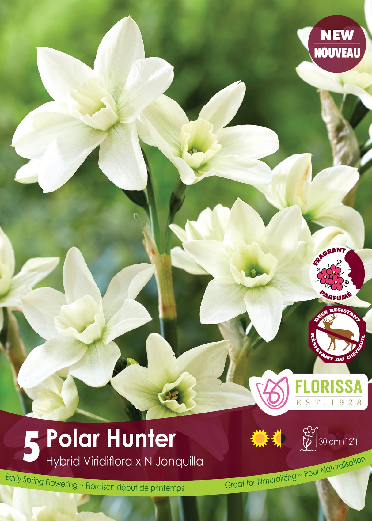 Narcissus Rockgarden - Polar Hunter Retail
