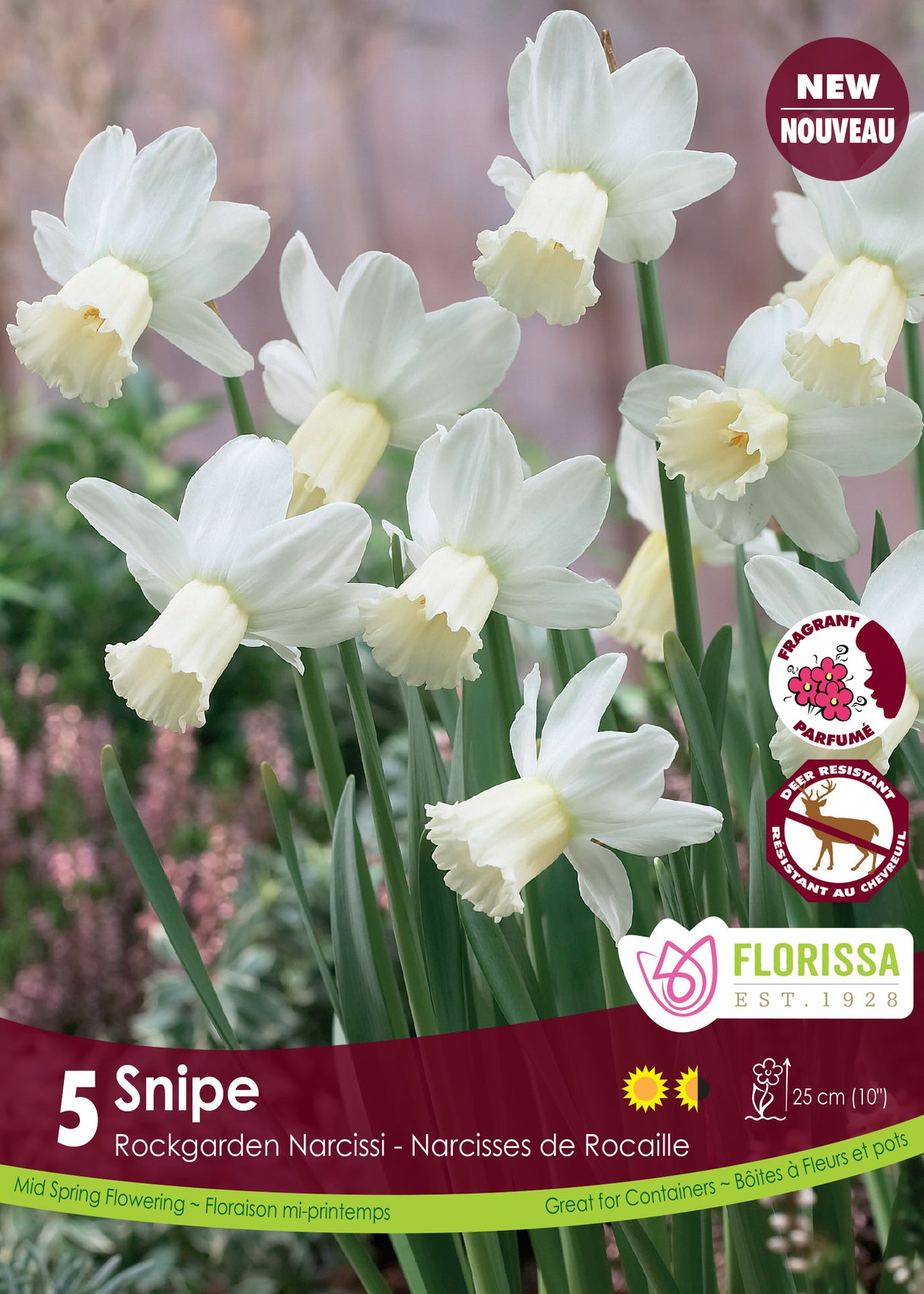 Narcissus Rockgarden - Snipe Retail