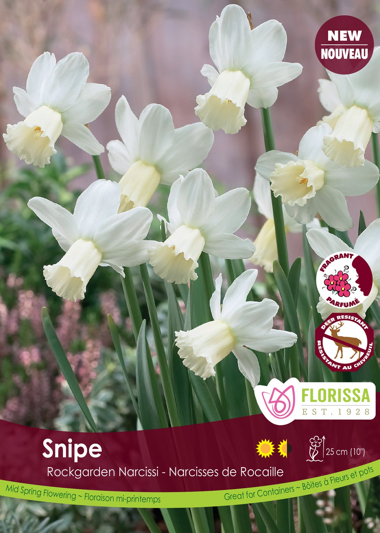 Narcissus Rockgarden - Snipe Bulk