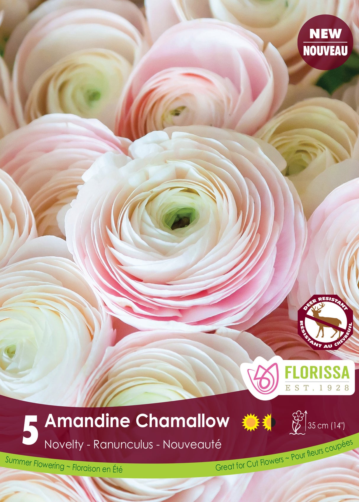Ranunculus - Amandine Chamallow Fall Retail