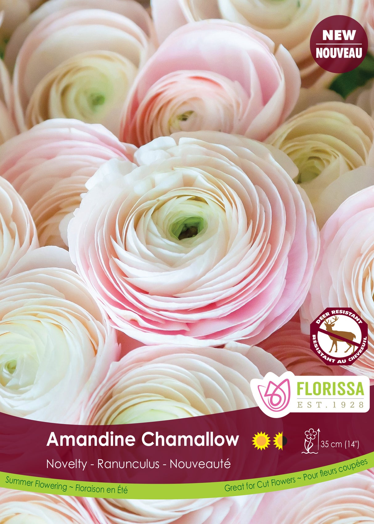 Ranunculus - Amandine Chamallow Fall Bulk