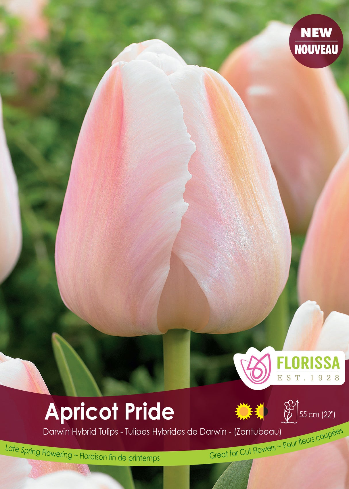 Tulip Darwin Hybrid - Apricot Pride Bulk