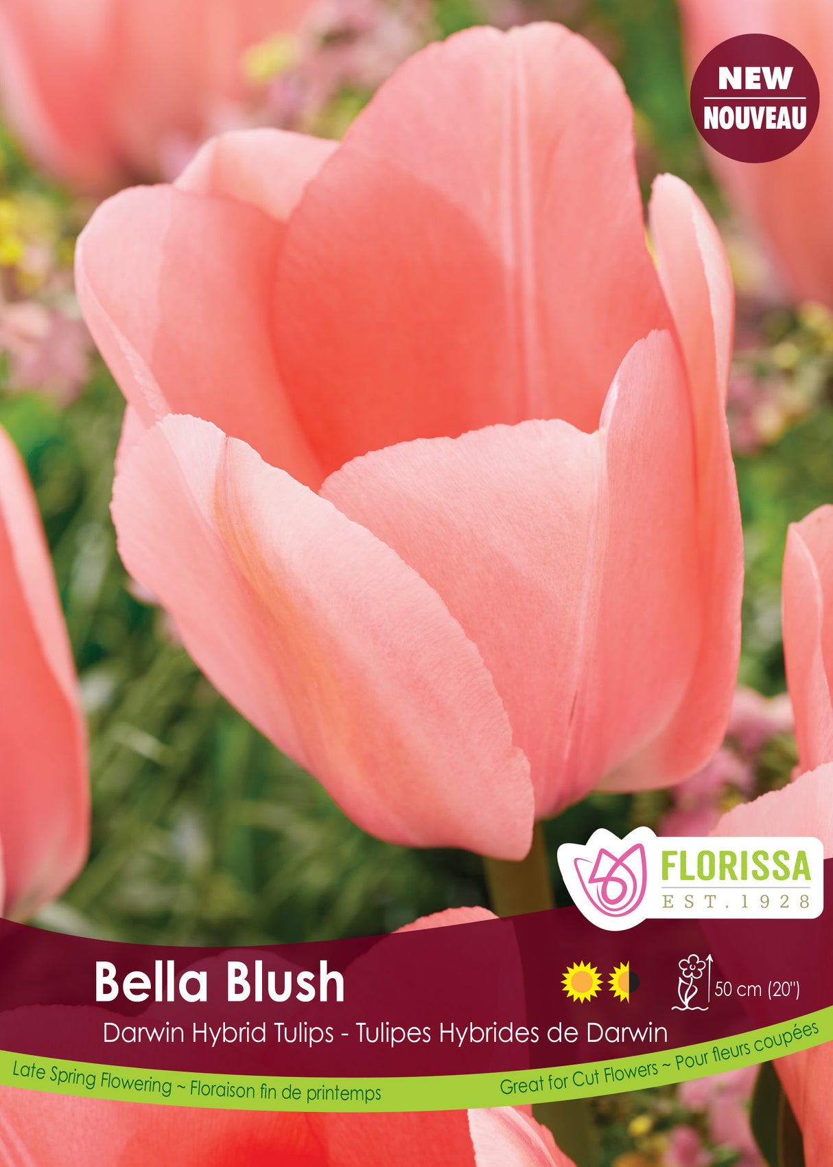 Tulip Darwin Hybrid - Bella Blush Bulk