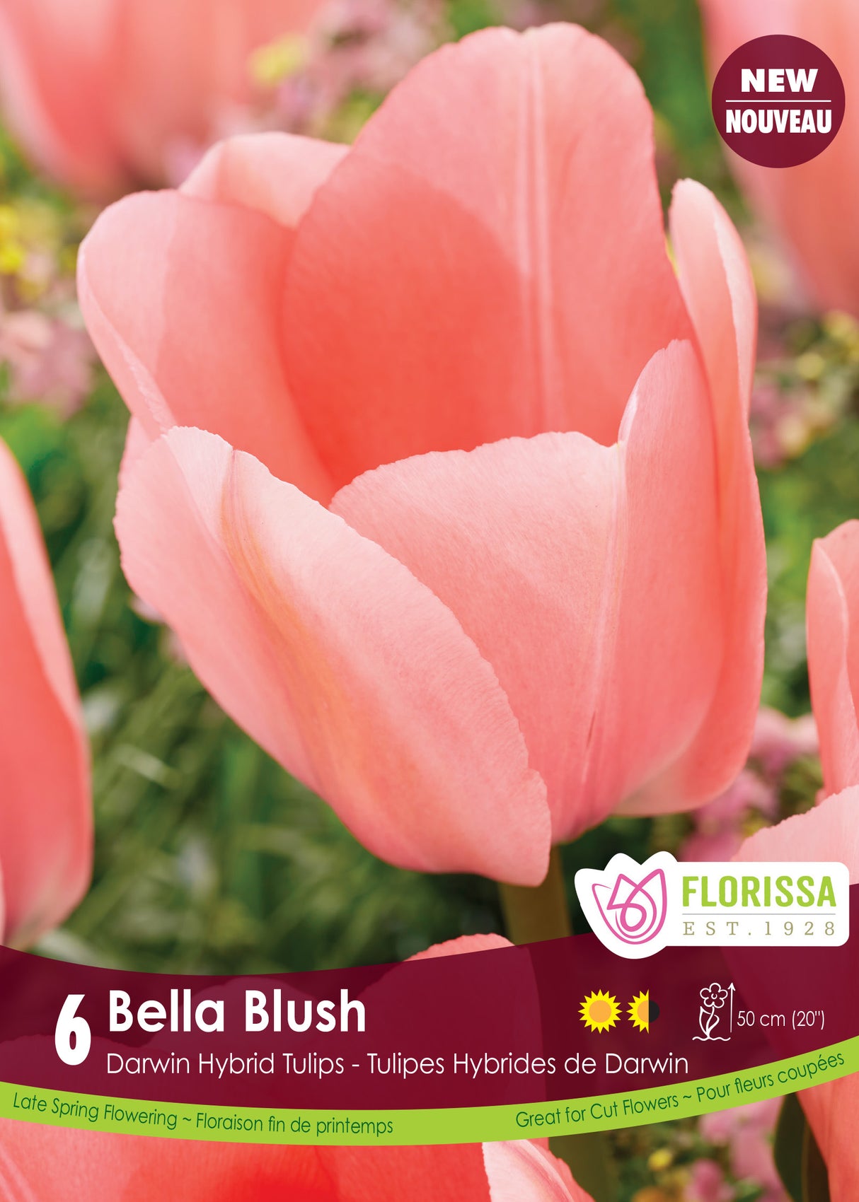 Tulip Darwin Hybrid - Bella Blush Retail