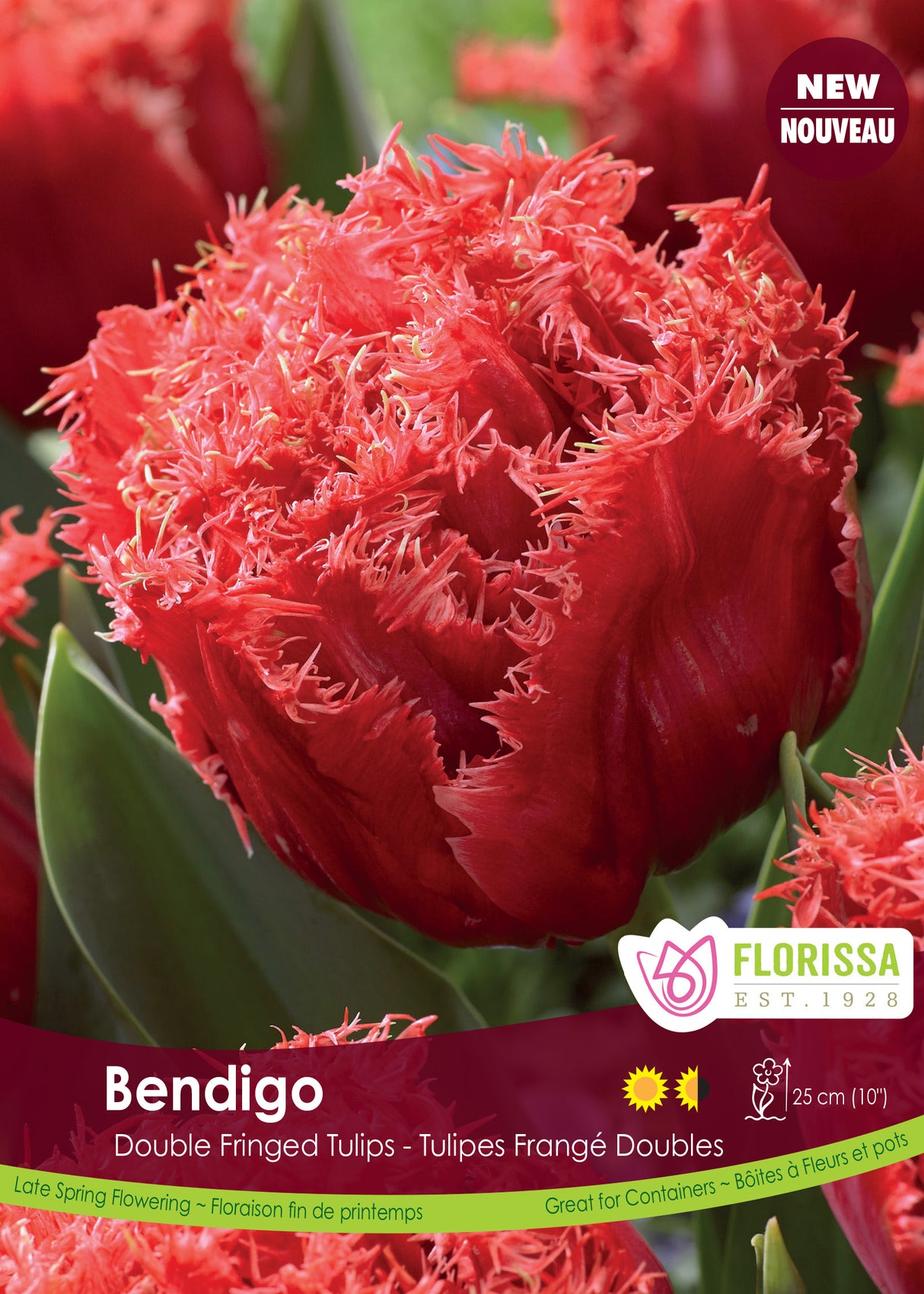 Tulip Double Fringed - Bendigo Bulk