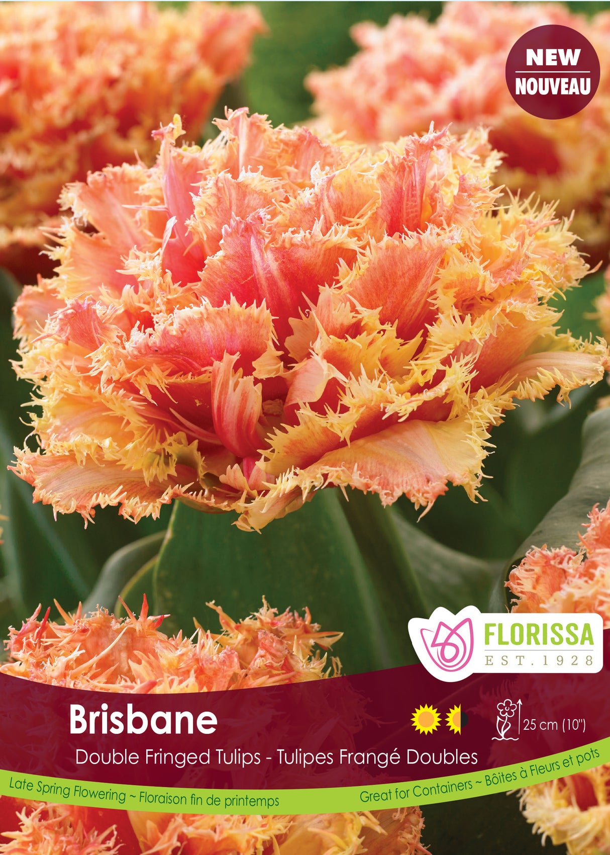 Tulip Double Fringed - Brisbane Bulk