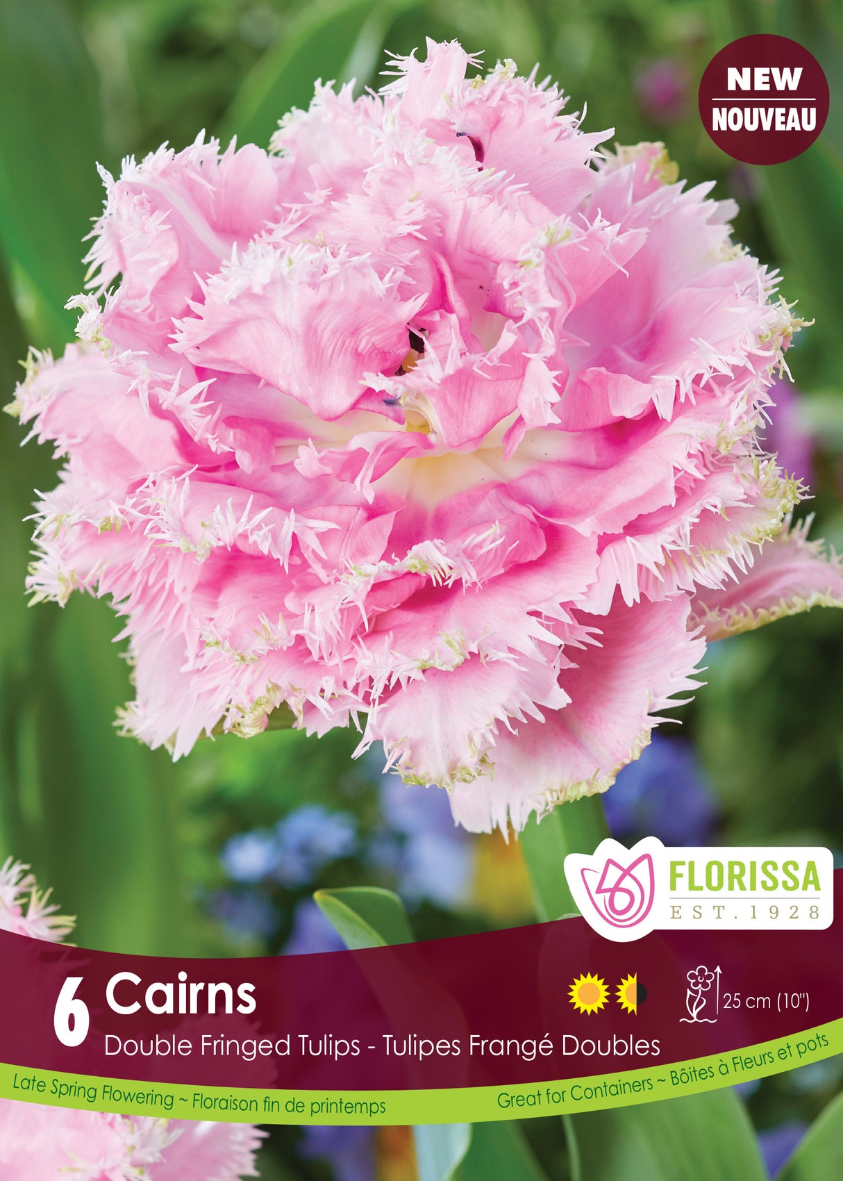 Tulip Double Fringed - Cairns Retail