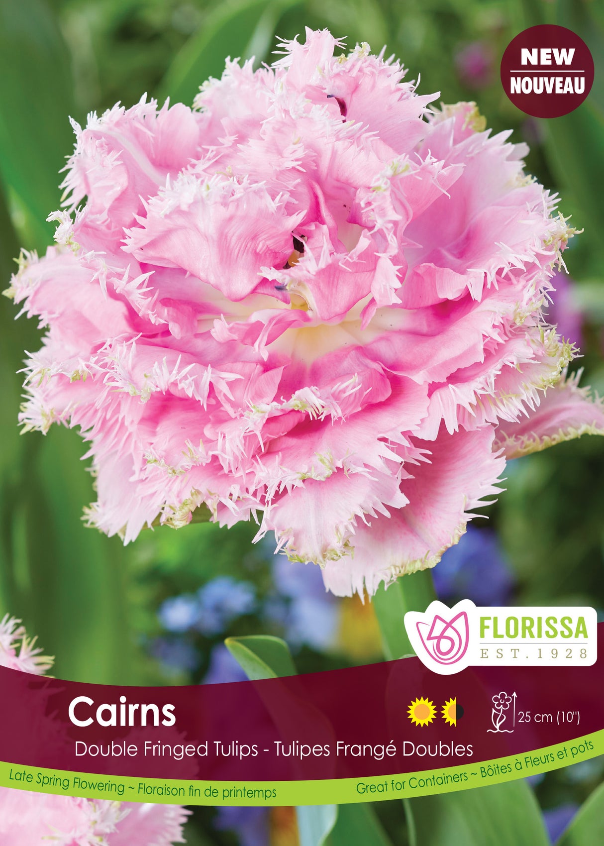 Tulip Double Fringed - Cairns Bulk