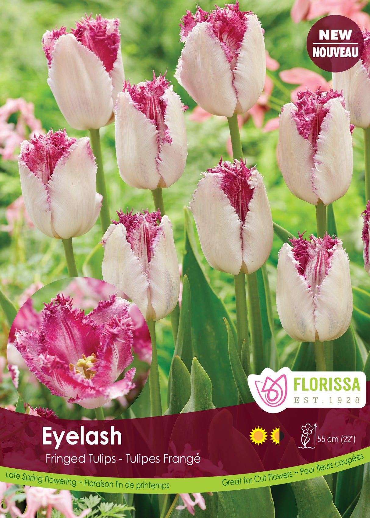 Tulip Fringed - Eyelash Bulk