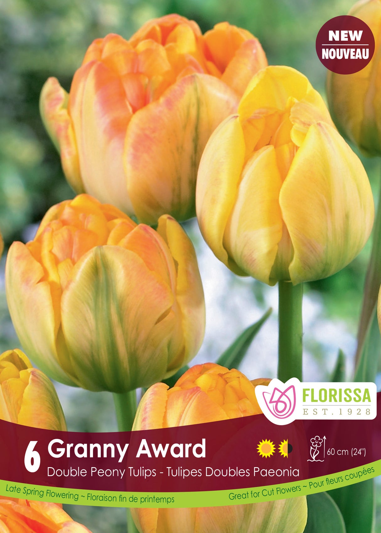 Tulip Double Late - Granny Award Retail
