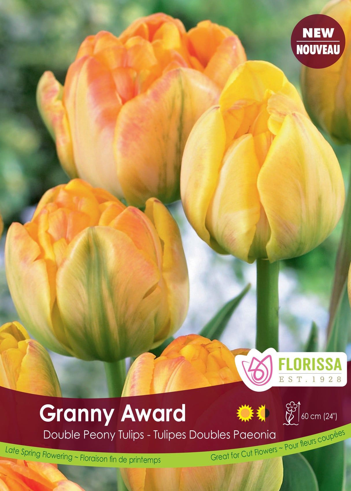 Tulip Double Late - Granny Award Bulk