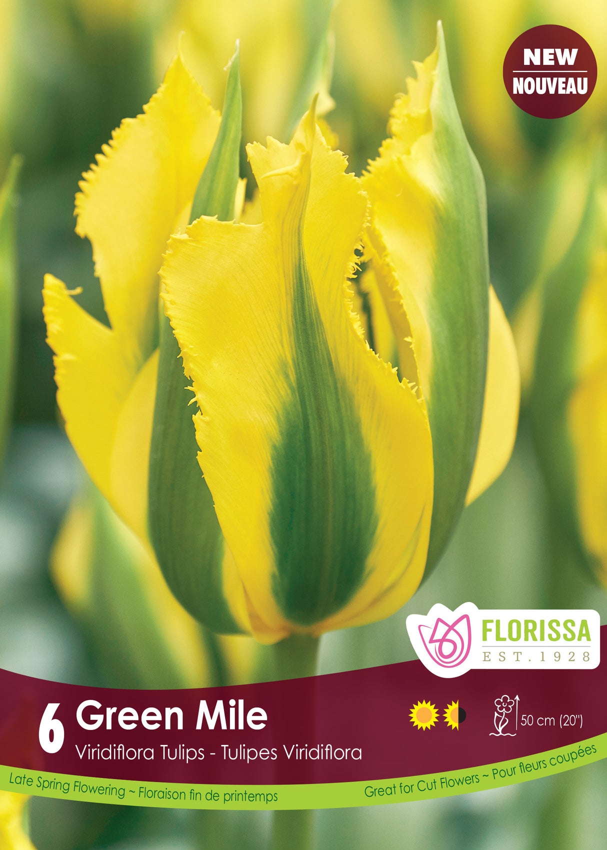 Tulip Green (Viridiflora) - Green Mile Retail