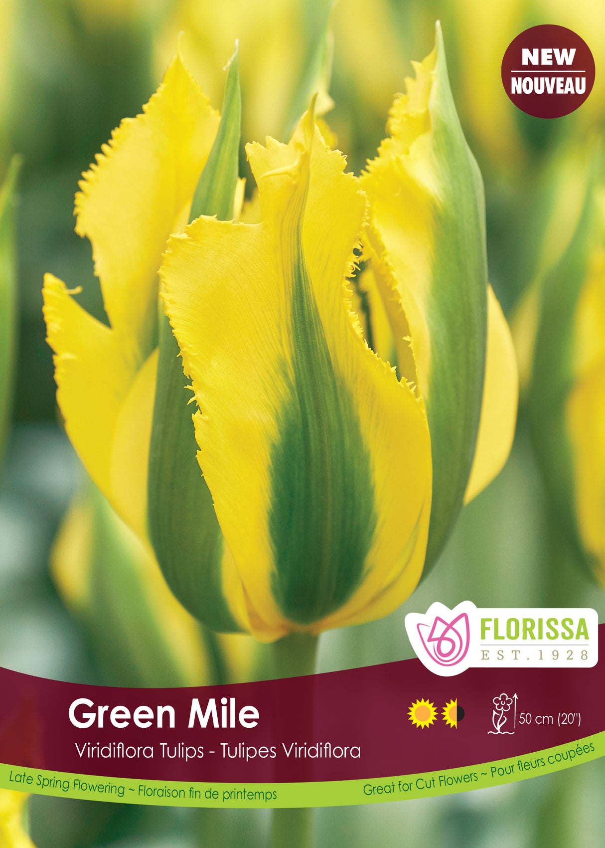 Tulip Green (Viridiflora) - Green Mile Bulk