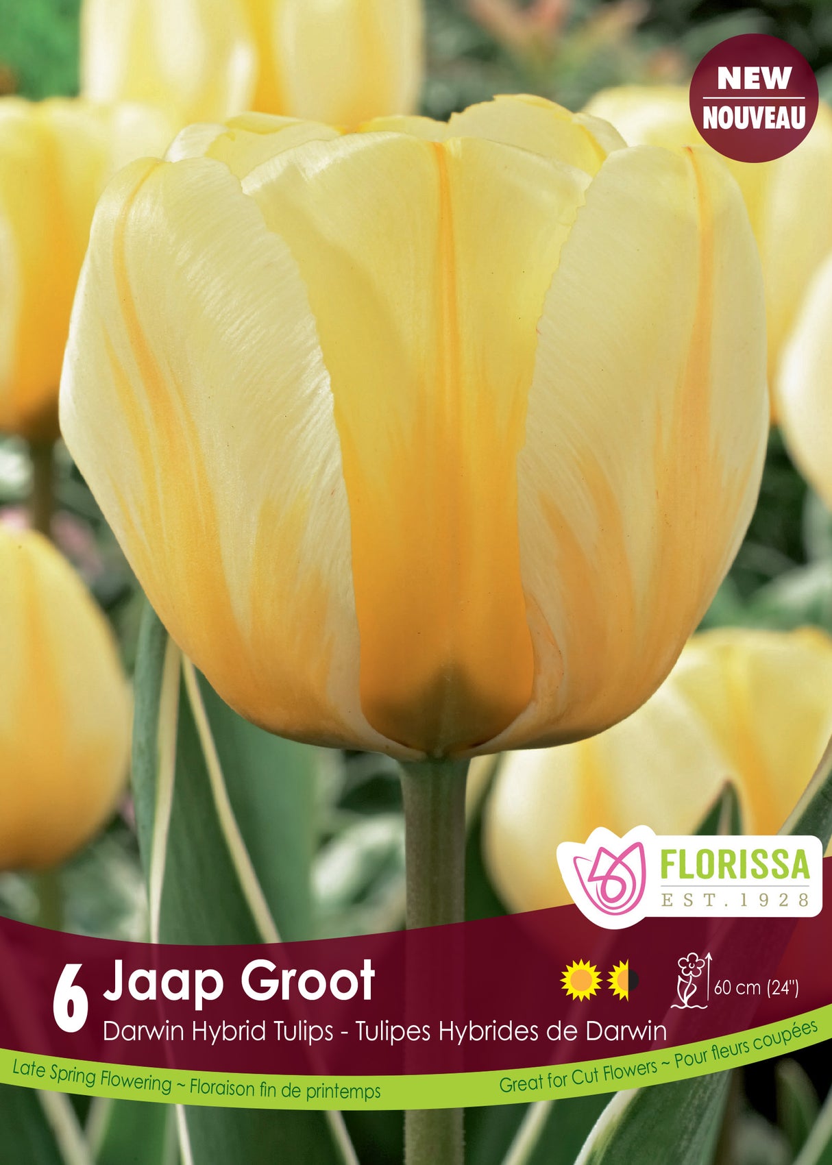 Tulip Darwin Hybrid - Jaap Groot Retail