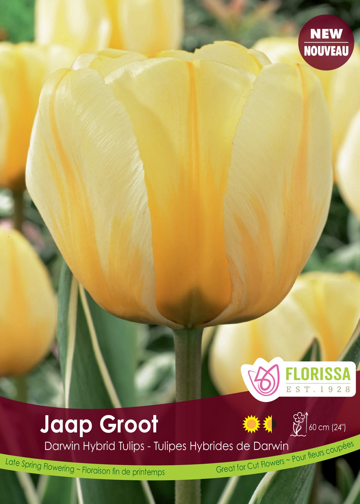 Tulip Darwin Hybrid - Jaap Groot Bulk