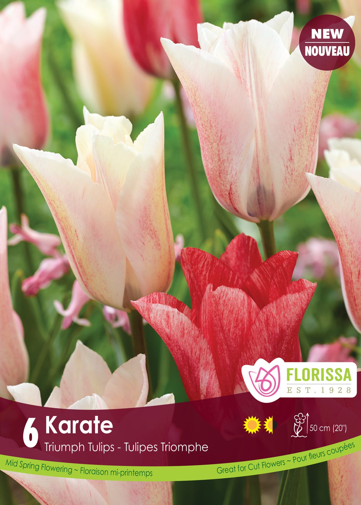 Tulip Triumph - Karate Retail