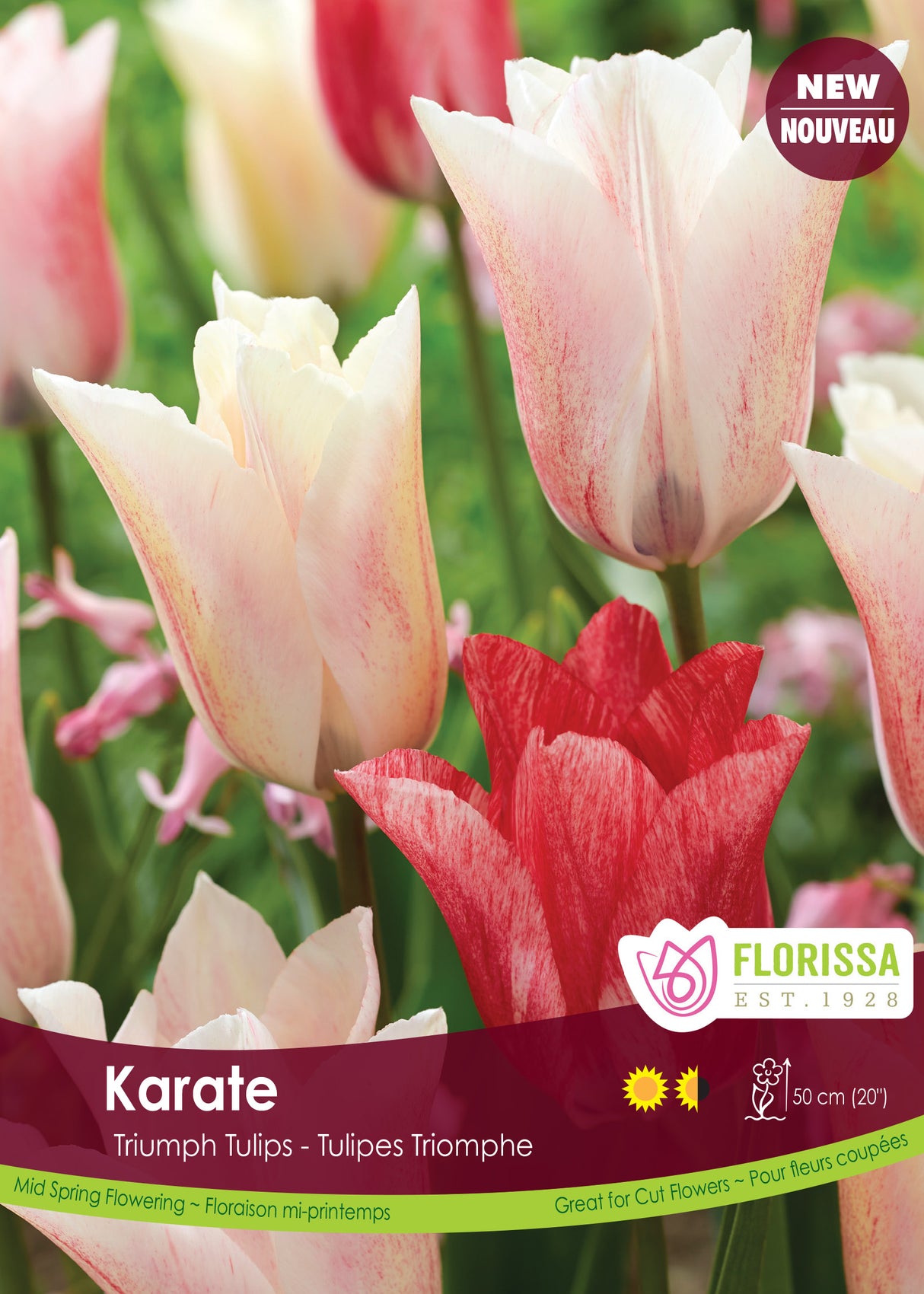 Tulip Triumph - Karate Bulk